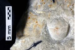 Foto (Detailansicht) von Pithonoton sp. (NHMW-GEO-1990-0041-0088)